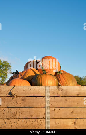 Le zucche raccolte in cassette di legno in un campo di agricoltori. Warwickshire, Inghilterra Foto Stock