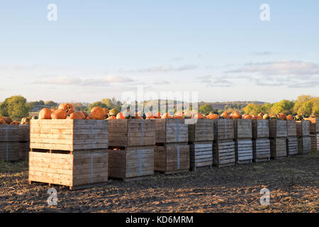 Le zucche raccolte in cassette di legno in un campo di agricoltori. Warwickshire, Inghilterra Foto Stock