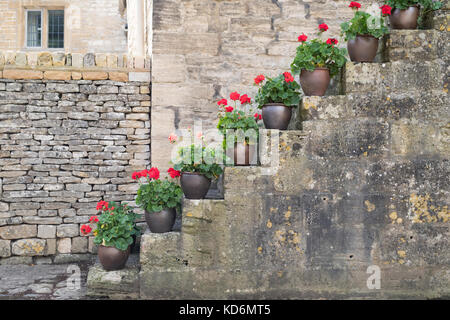 Vasi di gerani / pelargonium fiori sui gradini di pietra nel villaggio di Withington, Cotswolds, Gloucestershire, Inghilterra Foto Stock