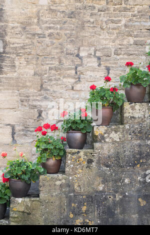 Vasi di gerani / pelargonium fiori sui gradini di pietra nel villaggio di Withington, Cotswolds, Gloucestershire, Inghilterra Foto Stock