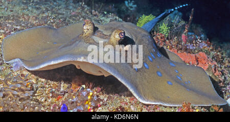 Egyptian Blue Spotted Sting Ray. Immagine catturata su subacquea Jolanda reef, Ras Mohammad Egitto. Foto Stock