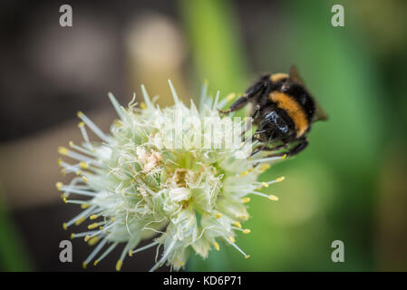 Bumple bee seduta sul verde fiore. Vista ravvicinata Foto Stock