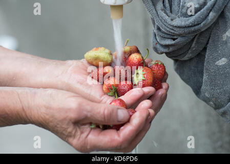 Qualcuno di lavaggio di fragole che li trattiene in entrambe le mani Foto Stock