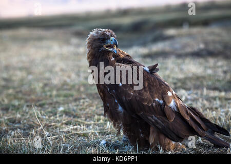 Giovani golden eagle siede sulla terra nella steppa in Mongolia. Foto Stock