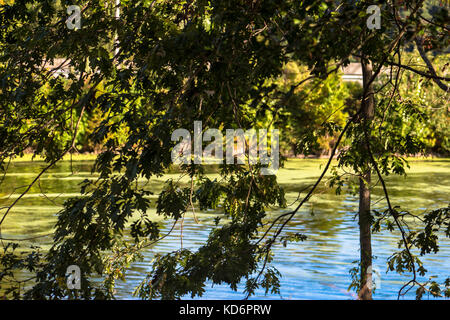 La terra, la natura di dominio, Virginia Beach, Virginia Foto Stock