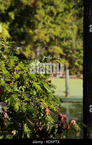 La terra, la natura di dominio, Virginia Beach, Virginia Foto Stock