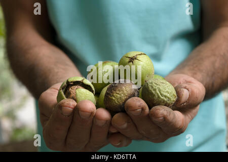 Vuoti noci verdi nelle mani di un agricoltore closeup orizzontale Foto Stock