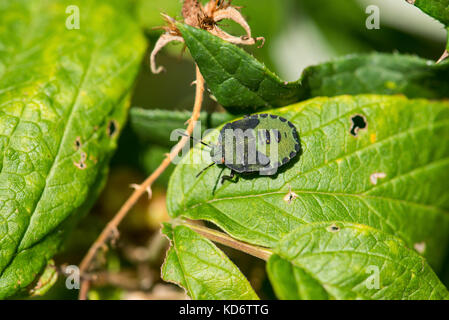 Comune di schermo verde bug (Palomena prasina), giovani o ninfa Foto Stock