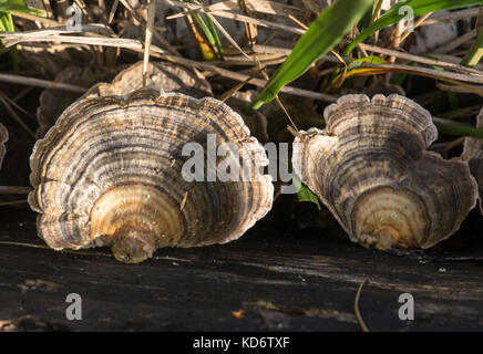 Turkeytail (Trametes versicolor) (=Coriolus versicolor), una staffa comune fungo NEL REGNO UNITO Foto Stock