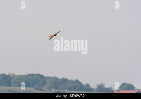 Un flying kestel (Falco tinnunculus) Foto Stock