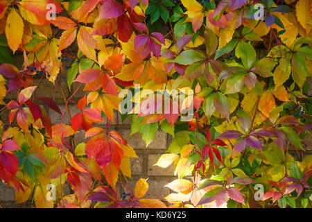 Autunno foglie colorate. parthenocissus tricuspidata su un antico muro in mattoni. Foto Stock