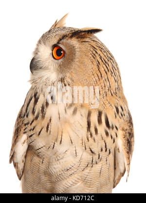 Bubo bubo sibiricus siberiano gufo reale Foto Stock