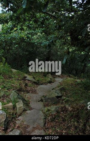 Stone percorso attraverso gli alberi nella foresta di rostrevor, Irlanda del Nord Foto Stock