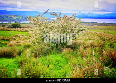 Albero Irlandese del Maggio - John Gollop Foto Stock