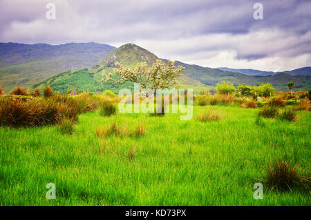 Albero Irlandese del Maggio - John Gollop Foto Stock