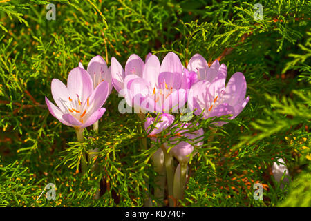 Autunno bello e mite di crochi blossom su un aiuola di fiori Foto Stock