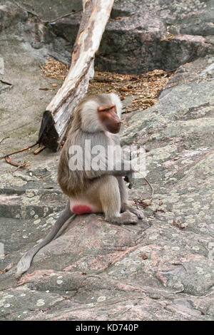 La scimmia in un zoo open-air gabbia, si siede su una pietra Foto Stock