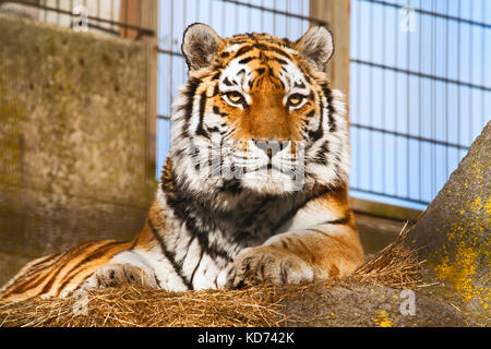 Il Tiger si trova in un giardino zoologico open-air gabbia Foto Stock