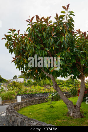 Il grande albero un ficus elastica in condizioni naturali Foto Stock