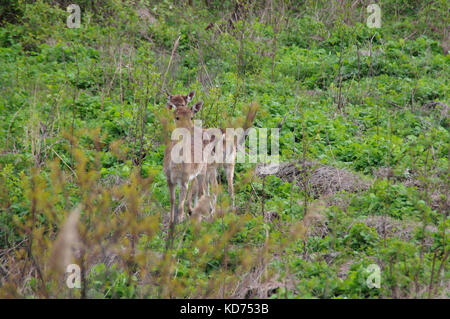 Diversi capriolo in un prato in ambiente naturale. La fauna selvatica in Europa. Foto Stock