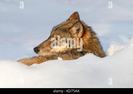 Close up di lupo grigio / grigio lupo (Canis lupus) riposo rannicchiato nella neve in inverno Foto Stock
