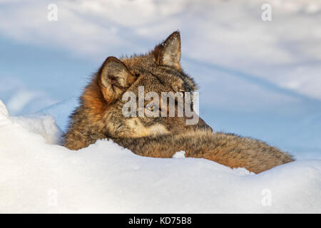 Close up di lupo grigio / grigio lupo (Canis lupus) riposo rannicchiato nella neve in inverno Foto Stock