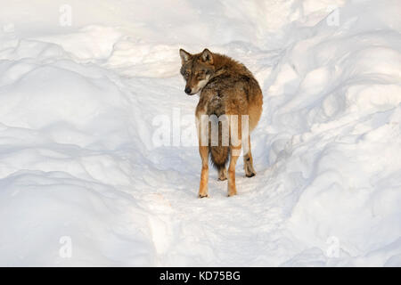 Solitario lupo grigio / grigio lupo (Canis lupus) rovistando nella neve in inverno Foto Stock