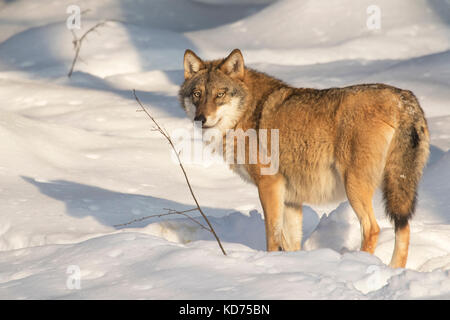 Solitario lupo grigio / grigio lupo (Canis lupus) mostrando spessore cappotto invernale sulla neve in inverno Foto Stock