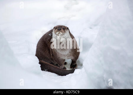 Unione Lontra di fiume (Lutra lutra) sul lungofiume di neve in inverno Foto Stock