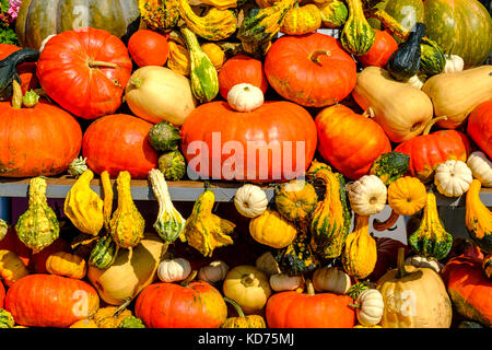 Diversi tipi di zucche colorate sono impilati in vendita Foto Stock