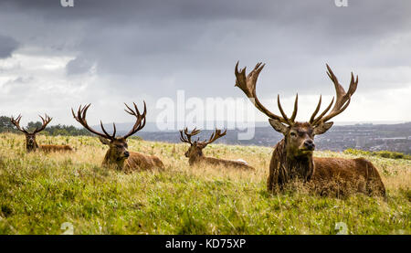 Coppia cervi cervi Cervus elaphus riposo dopo la mattina pesante pioggia a Ashton Court sopra Bristol REGNO UNITO Foto Stock