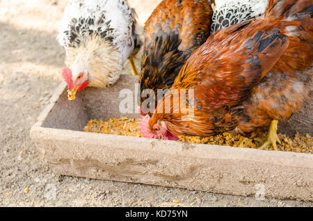 Marrone mangiare pollo da un trogolo. Foto Stock