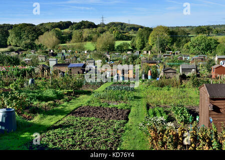 Inglese riparto giardini con tipici orti, giardino capannoni e la coltivazione dei fiori in città mercato di Thornbury, South Gloucestershire Foto Stock