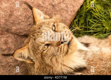 Una lince in cattività rilassante sull'erba. Foto Stock