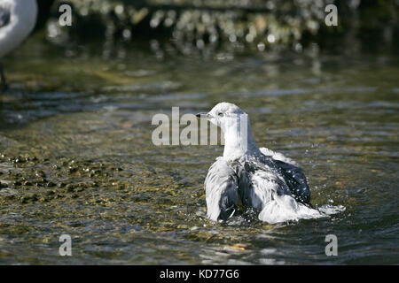 Rosso-fatturati gull Larus novaehollandiae ben cresciute pulcino la balneazione sul Lago Taupo, Nuova Zelanda Foto Stock