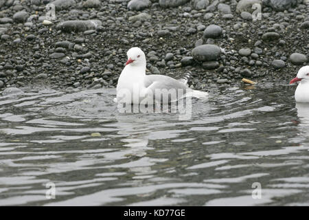 Rosso-fatturati gull Larus novaehollandiae adulto Kaikoura balneare spiaggia di Isola del Sud della Nuova Zelanda Foto Stock