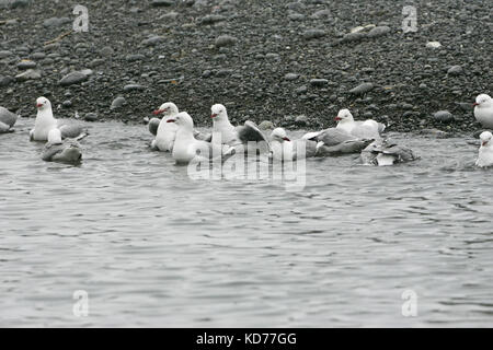 Rosso-fatturati gull Larus novaehollandiae gruppo di Kaikoura balneare spiaggia di Isola del Sud della Nuova Zelanda Foto Stock