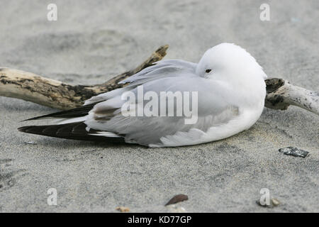 Rosso-fatturati gull Larus novaehollandiae poggiante sulla spiaggia accanto a driftwood Stewart Isola Nuova Zelanda Foto Stock