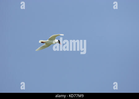 Gabbiano mediterraneo Larus melanocephalus in volo Italia Foto Stock