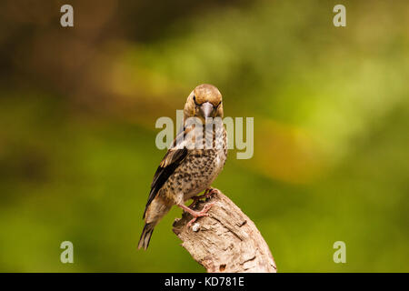 Hawfinch Coccothraustes coccothraustes appollaiato su un ramo nearTiszaalpar Dél-alföld Ungheria Foto Stock