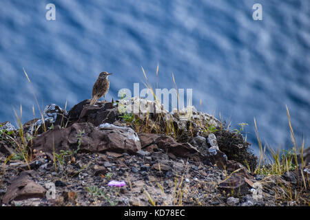 Berthelot's Pipit arroccata su una roccia Foto Stock