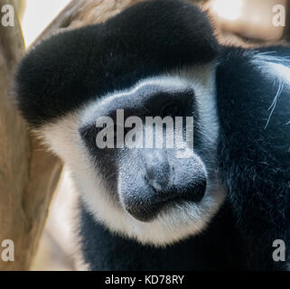 Un up-vicino ritratto di un Black and White Colobus Monkey. Foto Stock