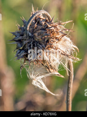 Un secco e morti thistle si erge ancora nelle zone rurali del Kentucky. Foto Stock