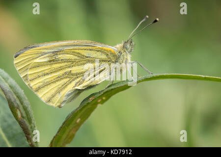 Verde bianco venato Butterfly (Sarcococca napi) in appoggio sulla lama dell'erba. Tipperary, Irlanda Foto Stock