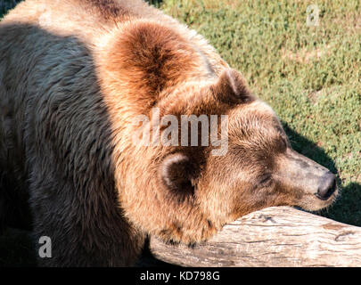 Un orso grizzly in appoggio sul log in il sole. Foto Stock