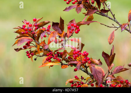 Autunno rosso bacche di hardy decdiduous piccolo albero, Photinia villosa Foto Stock