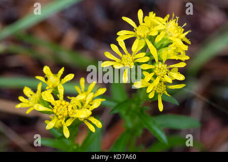 Giallo autunno fiori dell'oro nana, Solidago brachystachys Foto Stock