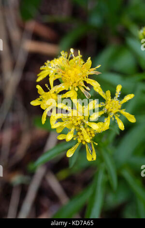 Giallo autunno fiori dell'oro nana, Solidago brachystachys Foto Stock