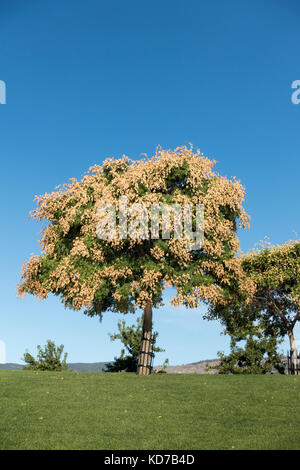 Pioggia di Golden Tree Koelreuteria paniculata in waterfront park sulle rive del lago Okanagan di Kelowna British Columbia Foto Stock