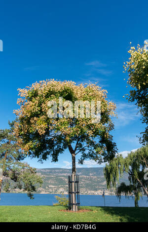 Pioggia di Golden Tree Koelreuteria paniculata in waterfront park sulle rive del lago Okanagan di Kelowna British Columbia Foto Stock